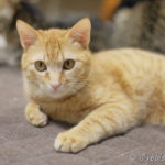 ニューバランス