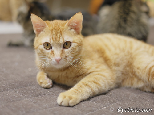 ニューバランス