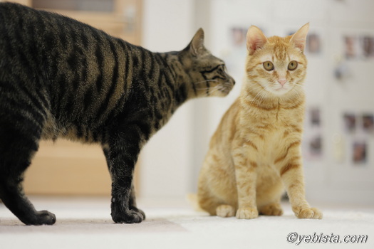 カーソル・ニューバランス