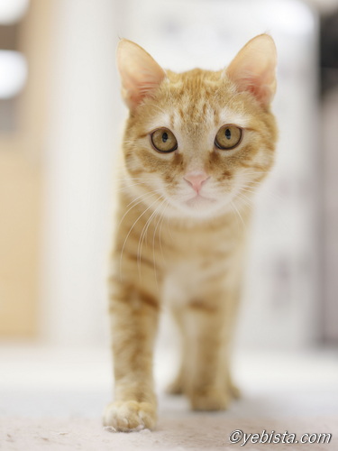 ニューバランス