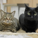 ギガ・グリッチ