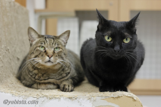 ギガ・グリッチ