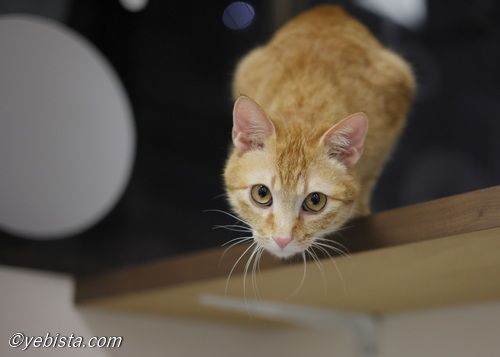 ニューバランス