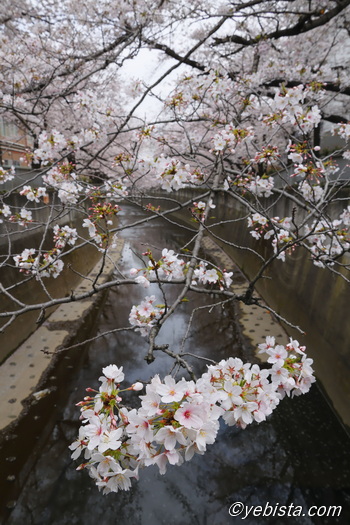 神田川桜