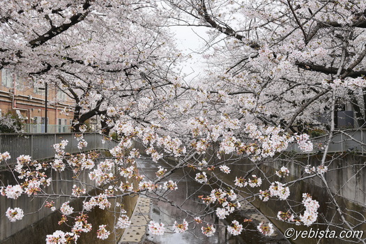 神田川桜