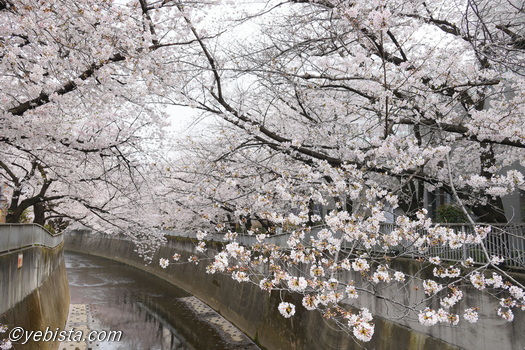 神田川桜