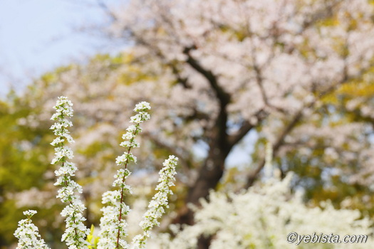 恵比寿ガーデンプレイス